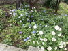 昨年植えた紫陽花もきれいに咲きました「【宮司の健康歳時記6月号】シソの効用」