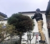 「庭木の伐採作業🌳🌲」