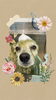 「Dog salon mofu mofu 余市町」