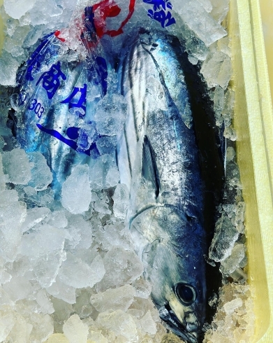 カツオ→千葉県　勝浦「3月31日　船橋市場で、春を感じる魚介の仕入れです。」