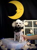 くぅちゃん「お月さまとわんこ🌛」