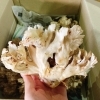 天然香茸 岩手県産1.8キロ 味わい深