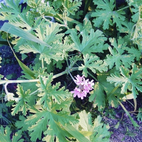 ローズゼラニウム。香りも葉も花もとってもいいやつ！「無農薬ハーブたち」