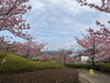 「3月8日　魚魚の宿　河津桜」
