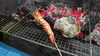 バーベキューコーナー「霧フェスティバル！雨でもBBQコーナーはテントがあるから楽しめるよ！」