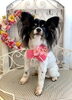 ももちゃん「わんこと秋桜」