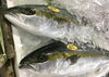 「魚魚お市場鮮魚コーナーおすすめは「クロムツ」です♪」