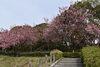 「～本日の桜(花)情報～」