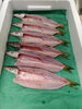 「📣本日のお魚情報🐟」