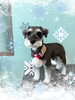 「Dog salon mofu mofu　余市町」