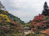 「【西条市丹原町古田】西山興隆寺のもみじが紅葉しています」