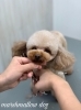 「秋のオプションキャンペーン　（＾Ｏ＾）」