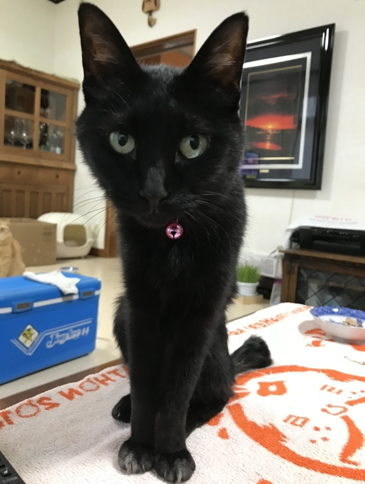 猫の クロちゃん を探してください 松山市祝谷6丁目の自宅からいなくなりました ペット情報まとめ 松山 伊予 東温 松前 砥部 まいぷれ 松山 伊予 東温 松前 砥部 猫の クロちゃん を探してください 松山市祝谷6丁目の自宅からいなくなりました ペット情報まとめ 松山 伊予 東温 松前 砥部 まいぷれ 松山 伊予 東温 松前 砥部