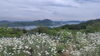 季節の询花に囲まれる絶景「除虫菊の景色に癒やされました🌼 一緒に働く仲間も募集中です」
