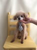 モコちゃん　シニアさん「春です　ファイト」