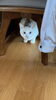 視線を感じるレオくん「5匹の猫さんのシッターさせて頂きました【札幌 北区 猫シッター catbeard キャットビヤード⠀】」
