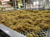 「本日のしらす漁は徳島県産を炊きました♪今日はやぶ水産オリジナル商品の辛ちりを炊きました。美味しく炊き上がってますので皆さん宜しくお願いします♪御歳暮などギフトの詰め合わせにいかがですか⁇地方発送も承っております」