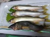 「🎣✨6月1日（日）は「鮮魚市」開催！　市場直送の新鮮魚介が鯛中鯛に集結🐟🦐」