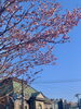堺町の桜「Good morning Otaru! ◎ 小樽の古民家ゲストハウスより」