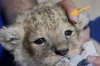 トラの赤ちゃんにも眉毛があります。「眉毛（まゆげ）はいるの？いらないの？　　　　　動物には「眉毛」はあるの？」