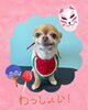 「Dog salon mofu mofu　余市町」