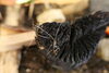炭が結構気に入っています。「地域の方が鈴虫を持ってきてくださいました。」