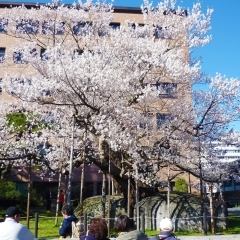【盛岡】石割桜