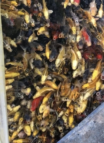 子どもの鯉たち…何匹いるんだろう「色鮮やかな錦鯉【成田養魚園】」