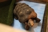 「個性派！カブトニオイガメを見てみよう✨【学び・体験・観光スポット かすみがうら市水族館】」