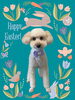 「Dog salon mofu mofu　余市町」