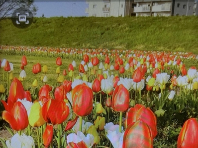 「4月4日（日）葛飾の花火大会日程決まる♪《柴又亀家おかみの独り言》【柴又名物草だんごが人気☆柴又帝釈天から一番近いお団子屋】」