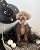 あずきくん「Happy Halloween 🎃」