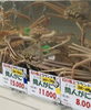 「【幻の間人蟹】衝撃価格で入荷しました！✨」