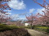 「魚魚の宿　3/6(木) 河津桜🌸」