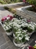 全部植えます。「冬に向けて植え替えです。」