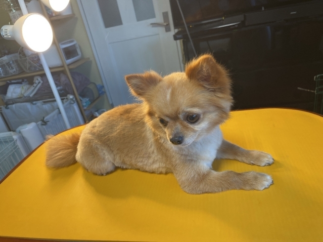 ロングチワワ虎鉄君サマーカット おうちでトリミング わんちゃんの美容室 ホテル ムーンのニュース まいぷれ 小樽市 ロングチワワ虎鉄君サマーカット おうちでトリミング わんちゃんの美容室 ホテル ムーンのニュース まいぷれ 小樽市