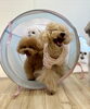 みんなでトンネルくぐり　桃ちゃん＆くまくん＆ペチくん「ましゅまろ幼稚園🐾」