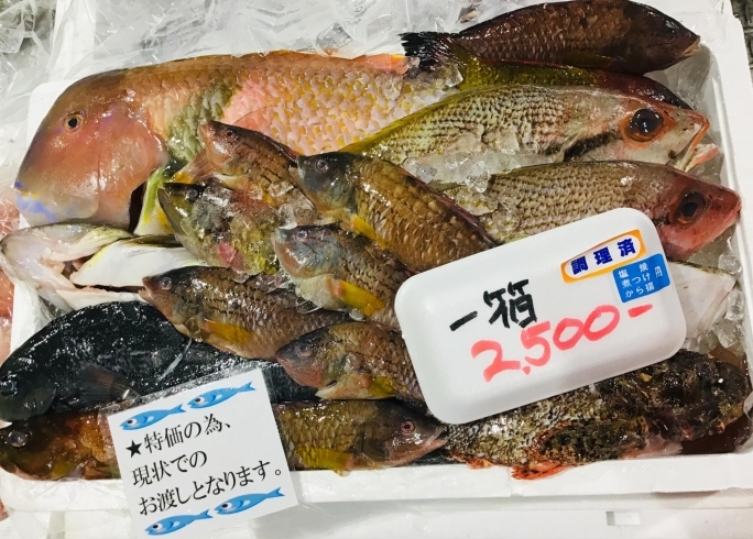 「魚魚市場鮮魚コーナーおすすめは「ヒオウギ貝」です♪」
