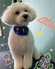 「可愛い子ちゃん♡ Dog salon mofu mofu 余市町」