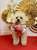 花ちゃん「Happy New Year」