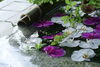 水面に空が映り込むところも魅力ですよね。「花手水（はなちょうず）ＩＮ　住吉神社　②」