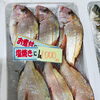 「魚魚市場鮮魚コーナーおすすめは「天然鯛・天然ぶり」「水イカ」です♪」