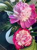 頂きものの芍薬です。綺麗に咲きました！「5月定休日のお知らせです」