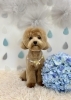ぷぷくん「わんこと梅雨☔️」