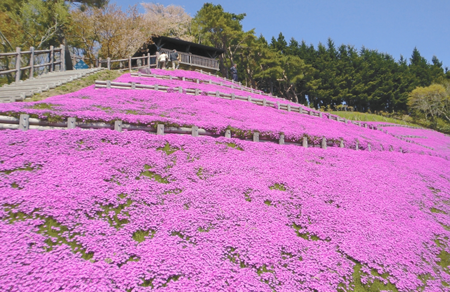 薬師山　お花見スポット