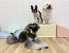 ぽんちゃん♡ぱんちゃん「ましゅまろ幼稚園🐾」
