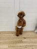 立ってオヤツを催促する人　笑　くまくん🧸「ましゅまろ幼稚園🐾パート２」