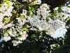 今井の桜「しろいのサクラ🌸なう！「パート4」」