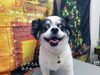 すっきり「☆12月、前半空きあります☆【上鳥羽　南区吉祥院　トリミング　ペットサロン　どっぐさろんあきゅ】」