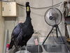 ランタくん、涼しいですか？「オオホウカンチョウのランタくん」